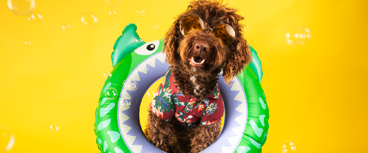 Dog wearing summer shirt and sunglasses inside of an inflatable tube