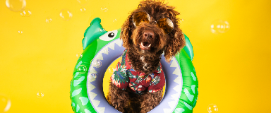 Dog wearing summer shirt and sunglasses inside of an inflatable tube