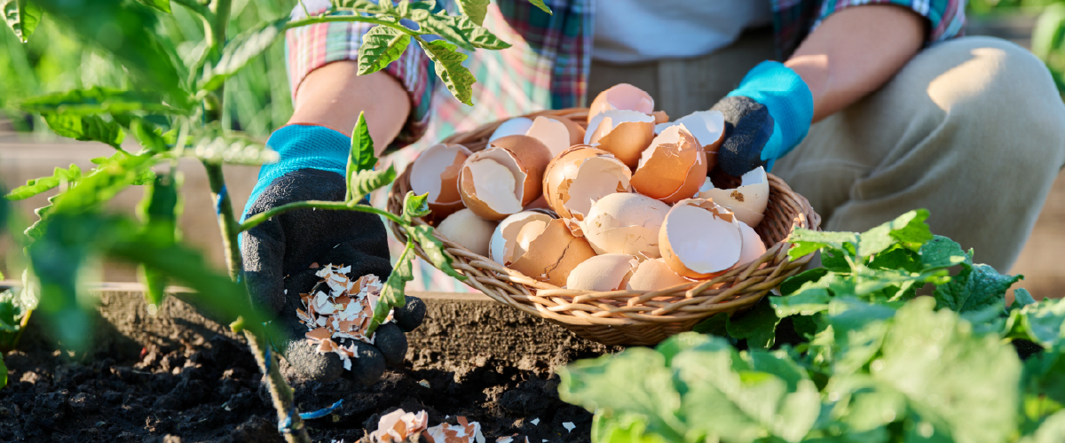 Woman putting eggshells in her garden