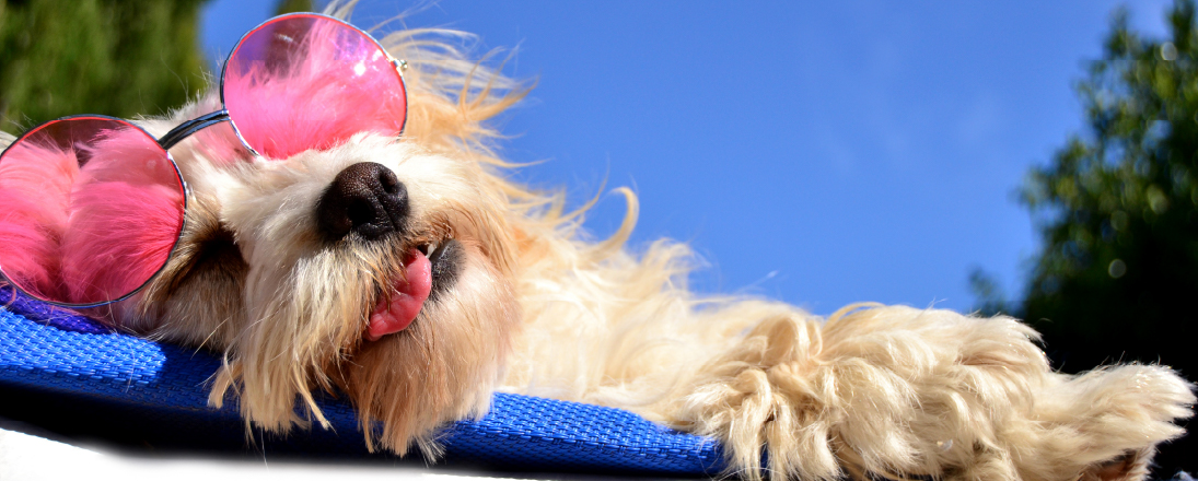 Dog sleeping outside in summertime, with sunglasses on