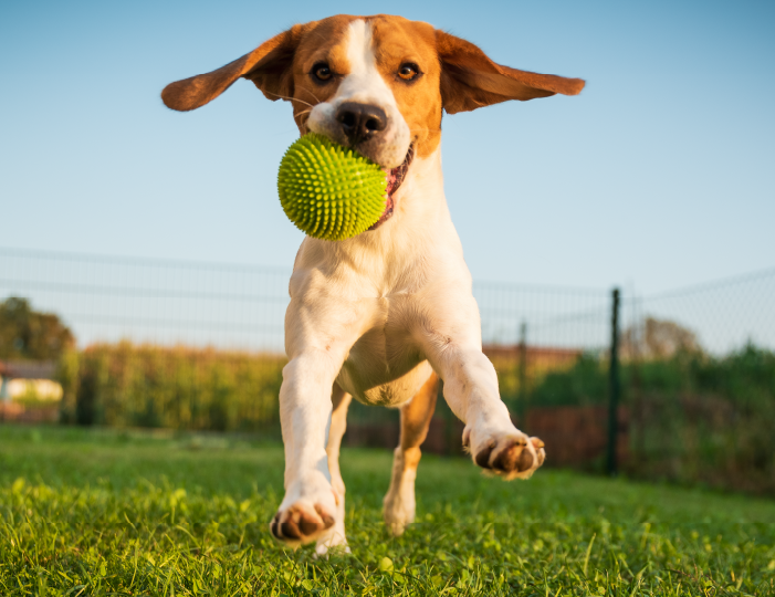 Dog with a ball in its mouth